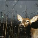 Фото Фотоконкурс National Geographic: Животные из раздела  /