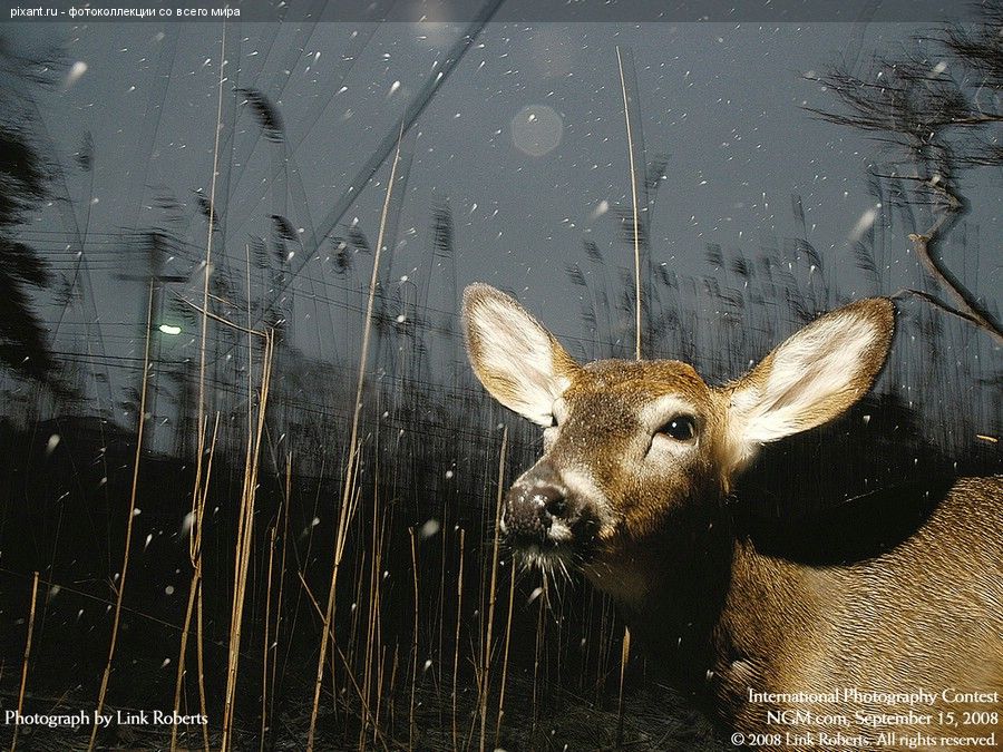 Фото Фотоконкурс National Geographic: Животные из раздела  /