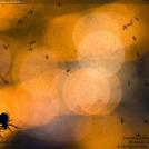 Фото Фотоконкурс National Geographic: Удивительная природа из раздела  /