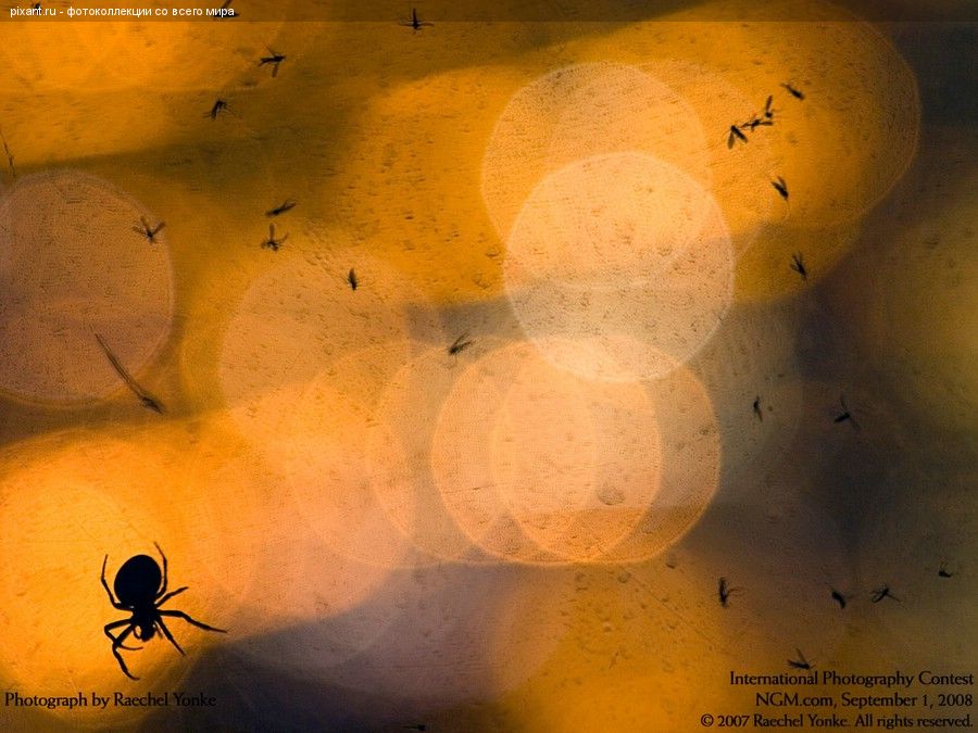 Фото Фотоконкурс National Geographic: Удивительная природа из раздела  /