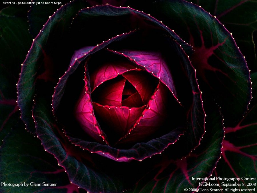 Фото Фотоконкурс National Geographic: Удивительная природа из раздела  /