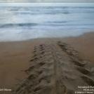 Фото Фотоконкурс National Geographic: Удивительная природа из раздела  /