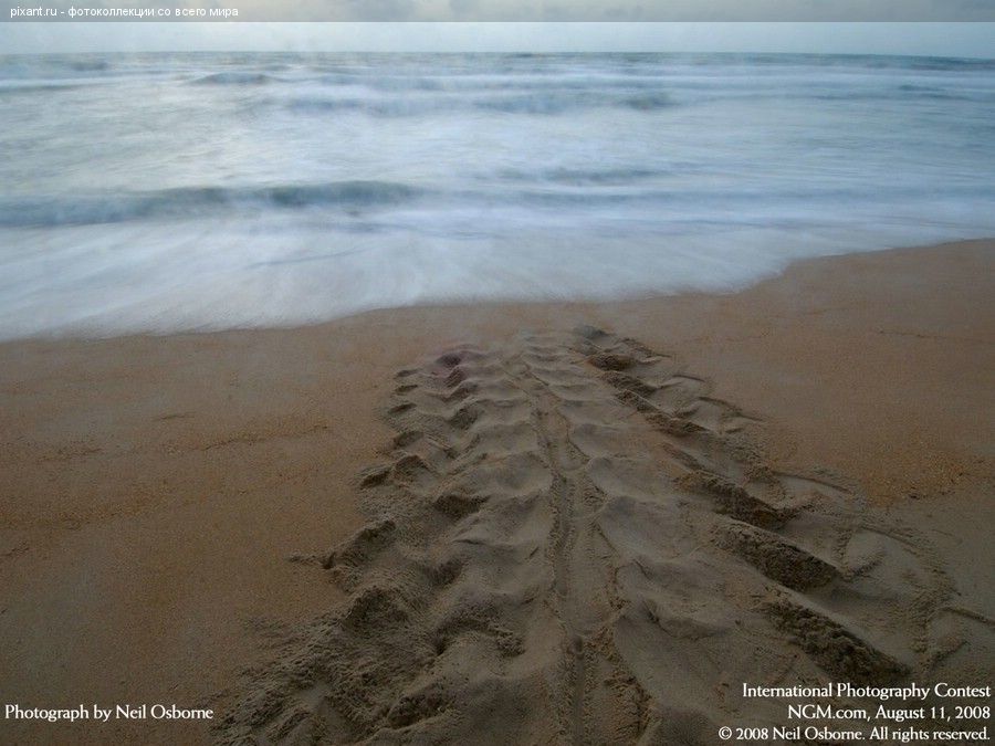 Фото Фотоконкурс National Geographic: Удивительная природа из раздела  /