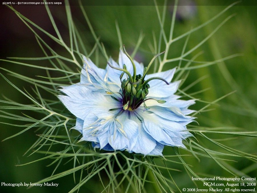 Фото Фотоконкурс National Geographic: Удивительная природа из раздела  /