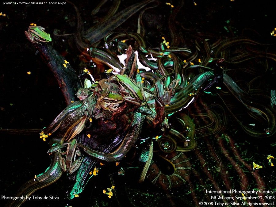 Фото Фотоконкурс National Geographic: Удивительная природа из раздела  /