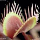 Фото Фотоконкурс National Geographic: Удивительная природа из раздела  /