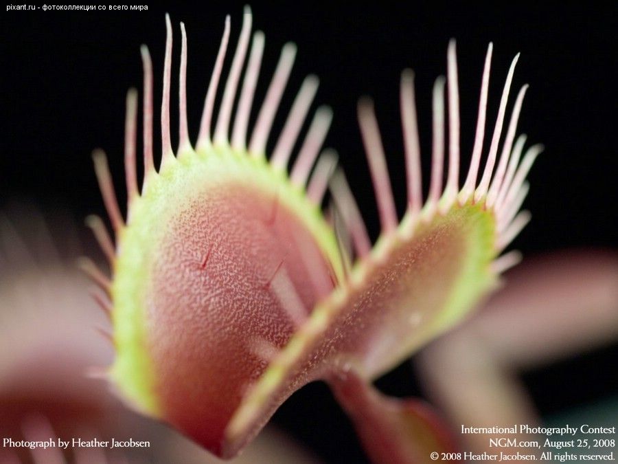 Фото Фотоконкурс National Geographic: Удивительная природа из раздела  /