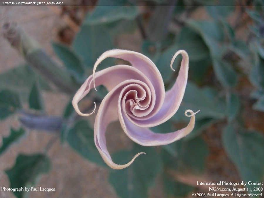 Фото Фотоконкурс National Geographic: Удивительная природа из раздела  /