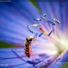 Фото Фотоконкурс National Geographic: Удивительная природа из раздела /