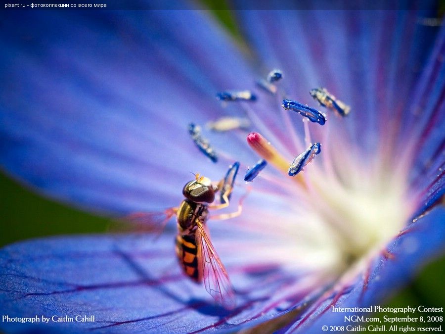 Фото Фотоконкурс National Geographic: Удивительная природа из раздела  /