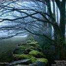 Фото Фотоконкурс National Geographic: Удивительная природа из раздела /