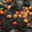 Фото Фотоконкурс National Geographic: Удивительная природа из раздела /