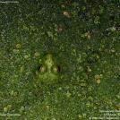 Фото Фотоконкурс National Geographic: Удивительная природа из раздела /