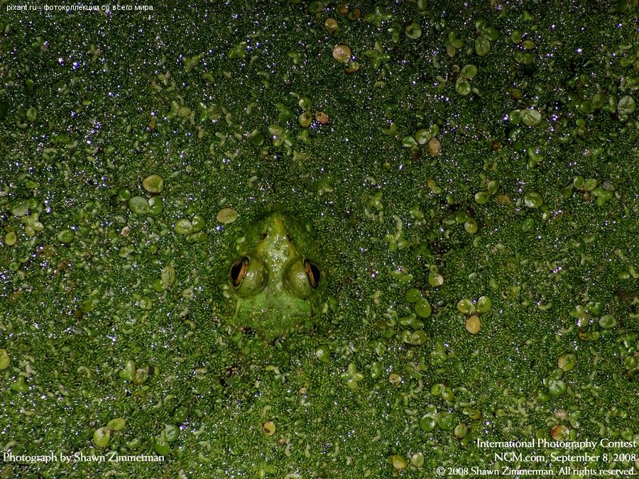 Фото Фотоконкурс National Geographic: Удивительная природа из раздела  /