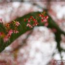 Фото Фотоконкурс National Geographic: Удивительная природа из раздела  /