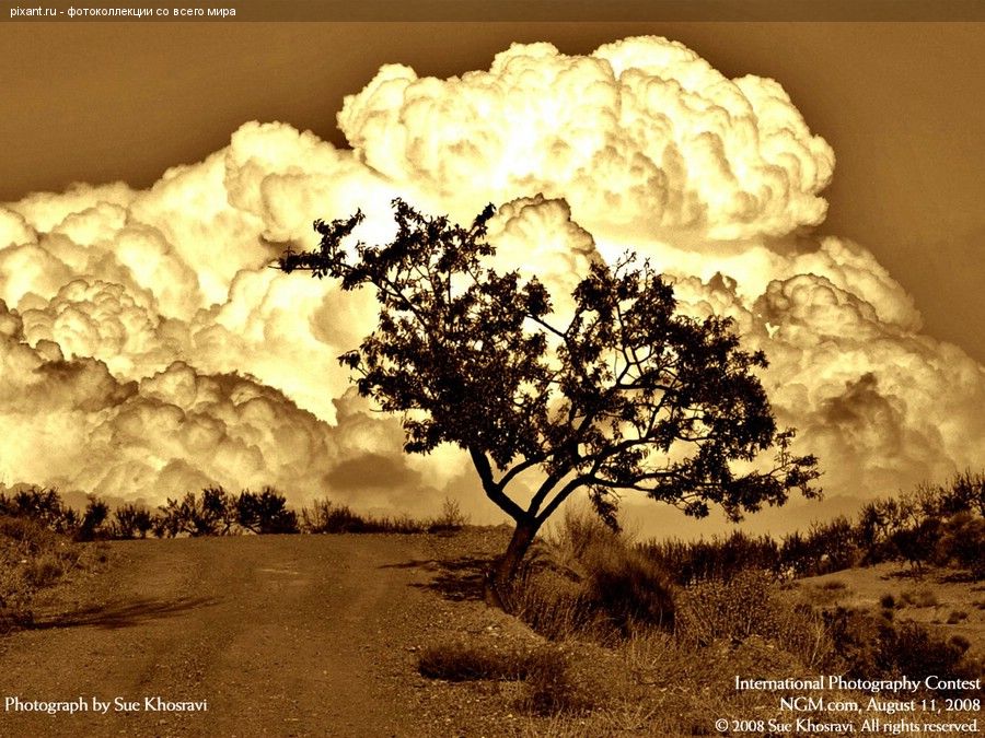 Фото Фотоконкурс National Geographic: Удивительная природа из раздела  /