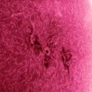 Фото Алан Фридман: Солнце в альфа-водородном фильтре (16 фото) из раздела  /