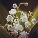 Фото Анна Аден: Сила лета (62 фото) из раздела  /