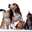 Фото Самые охотничьи собаки: Бассет-хаунд (11 фото) из раздела  /