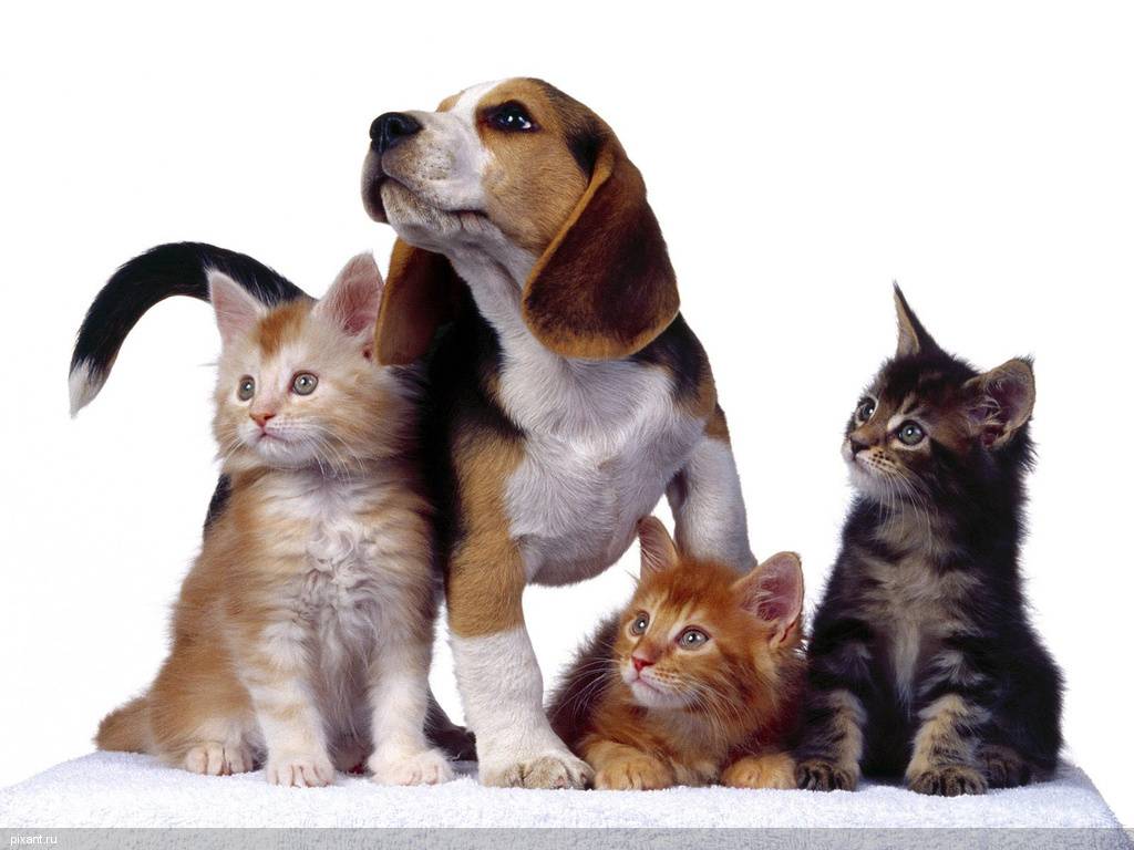 Фото Самые охотничьи собаки: Бассет-хаунд (11 фото) из раздела  /