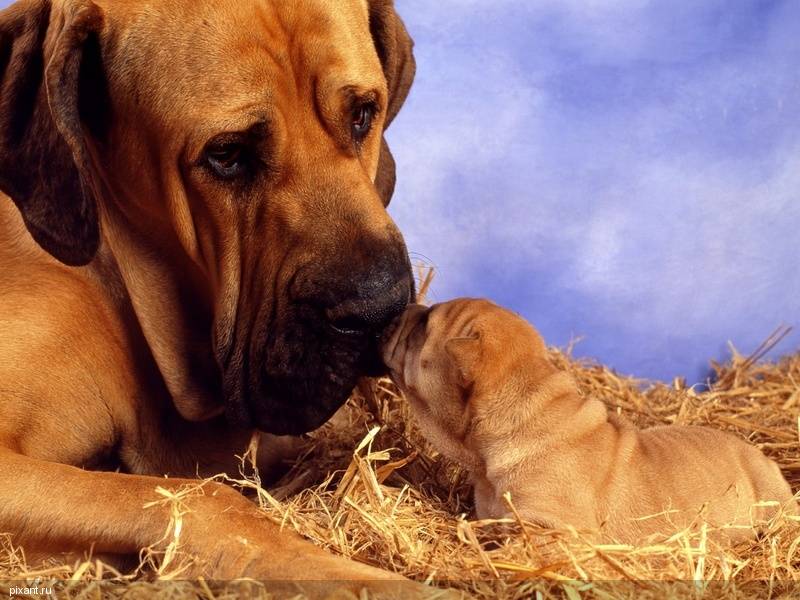 Фото Самые охотничьи собаки: Бассет-хаунд (11 фото) из раздела  /