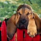 Фото Самые охотничьи собаки: Бассет-хаунд (11 фото) из раздела  /