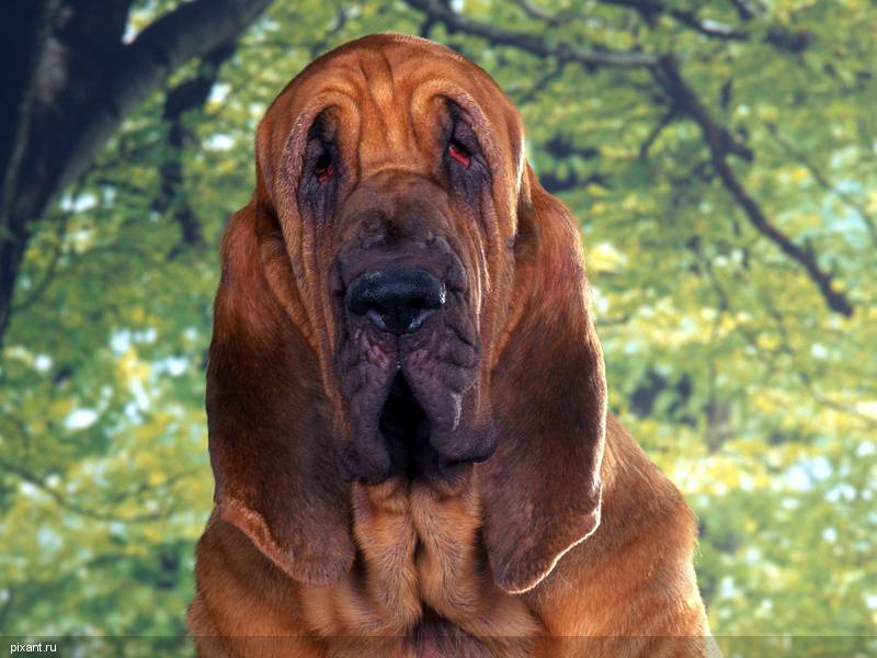 Фото Самые охотничьи собаки: Бассет-хаунд (11 фото) из раздела  /