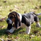 Фото Самые охотничьи собаки: Бассет-хаунд (11 фото) из раздела  /