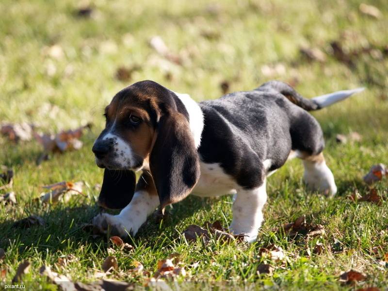 Фото Самые охотничьи собаки: Бассет-хаунд (11 фото) из раздела  /