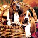Фото Самые охотничьи собаки: Бассет-хаунд (11 фото) из раздела  /