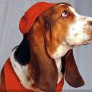 Фото Самые охотничьи собаки: Бассет-хаунд (11 фото) из раздела  /