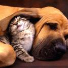 Фото Самые охотничьи собаки: Бассет-хаунд (11 фото) из раздела  /