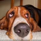 Фото Самые охотничьи собаки: Бассет-хаунд (11 фото) из раздела  /