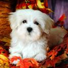 Фото Самые декоративные собаки: Болонка (32 фото) из раздела /