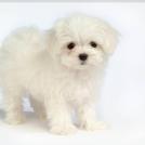 Фото Самые декоративные собаки: Болонка (32 фото) из раздела /