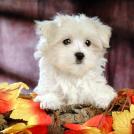 Фото Самые декоративные собаки: Болонка (32 фото) из раздела /