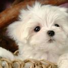 Фото Самые декоративные собаки: Болонка (32 фото) из раздела /