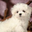 Фото Самые декоративные собаки: Болонка (32 фото) из раздела /