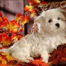 Фото Самые декоративные собаки: Болонка (32  фото) из раздела  /