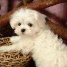 Фото Самые декоративные собаки: Болонка (32  фото) из раздела  /