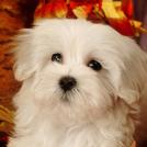 Фото Самые декоративные собаки: Болонка (32  фото) из раздела  /