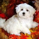 Фото Самые декоративные собаки: Болонка (32  фото) из раздела  /