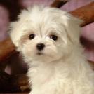 Фото Самые декоративные собаки: Болонка (32 фото) из раздела /