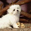 Фото Самые декоративные собаки: Болонка (32  фото) из раздела  /