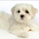 Фото Самые декоративные собаки: Болонка (32  фото) из раздела  /