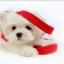 Фото Самые декоративные собаки: Болонка (32  фото) из раздела  /