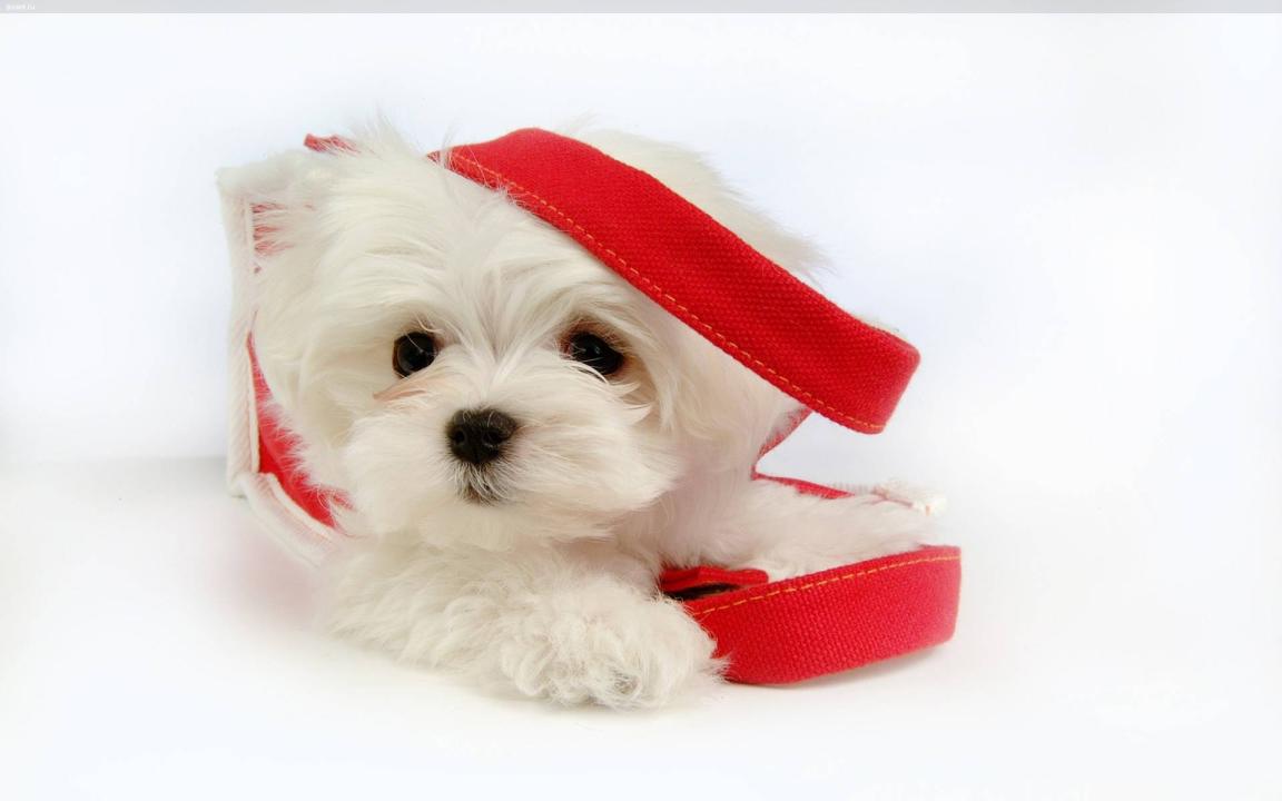 Фото Самые декоративные собаки: Болонка (32 фото) из раздела /