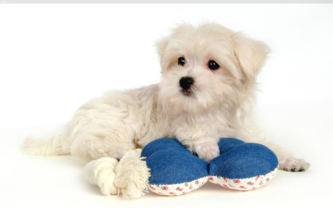 Фото Самые декоративные собаки: Болонка (32 фото) из раздела /