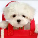 Фото Самые декоративные собаки: Болонка (32 фото) из раздела /