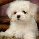 Фото Самые декоративные собаки: Болонка (32  фото) из раздела  /